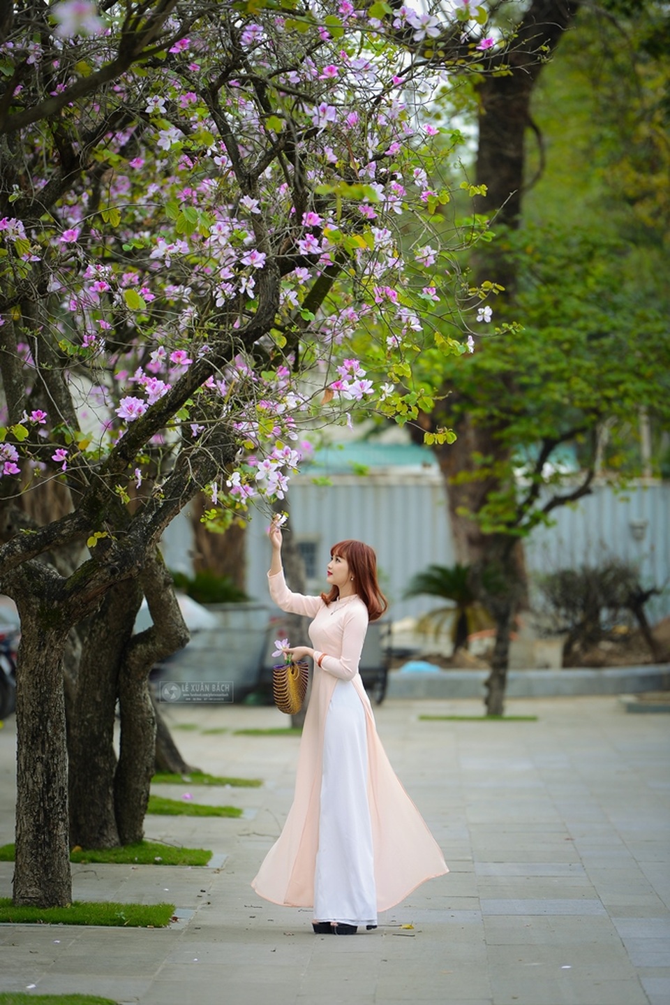 Nữ sinh Hà thành dịu dàng trong sắc hoa ban - 4 Nữ sinh Hà thành dịu dàng trong sắc hoa ban - 4