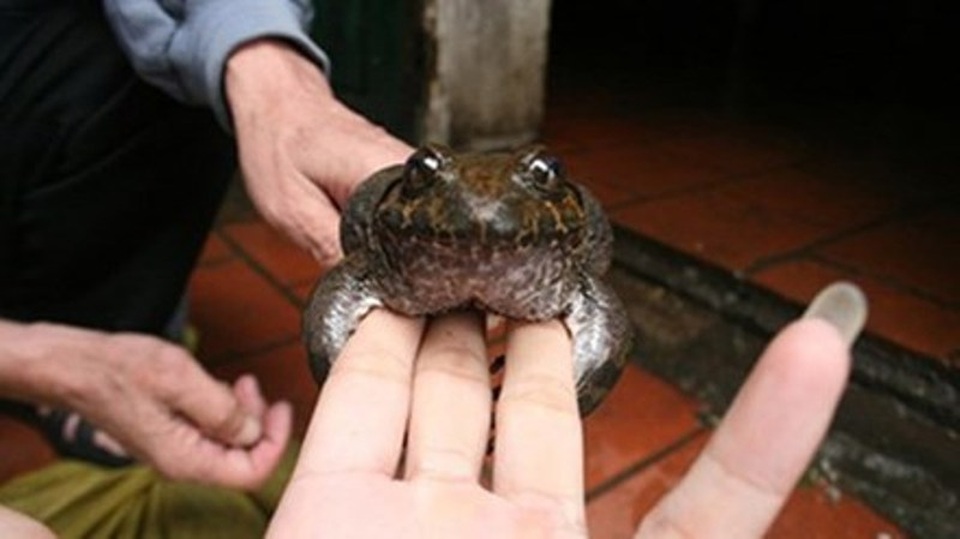 Ếch hương xưa kia là món ăn để dâng lên vua chúa.