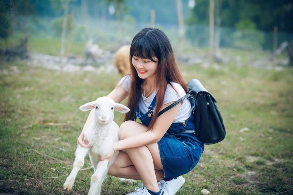 Chiêm ngưỡng đàn cừu đầu tiên của xứ Nghệ - 2 Chiêm ngưỡng đàn cừu đầu tiên của xứ Nghệ - 2