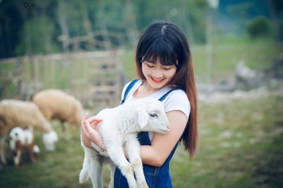 Chiêm ngưỡng đàn cừu đầu tiên của xứ Nghệ - 3 Chiêm ngưỡng đàn cừu đầu tiên của xứ Nghệ - 3