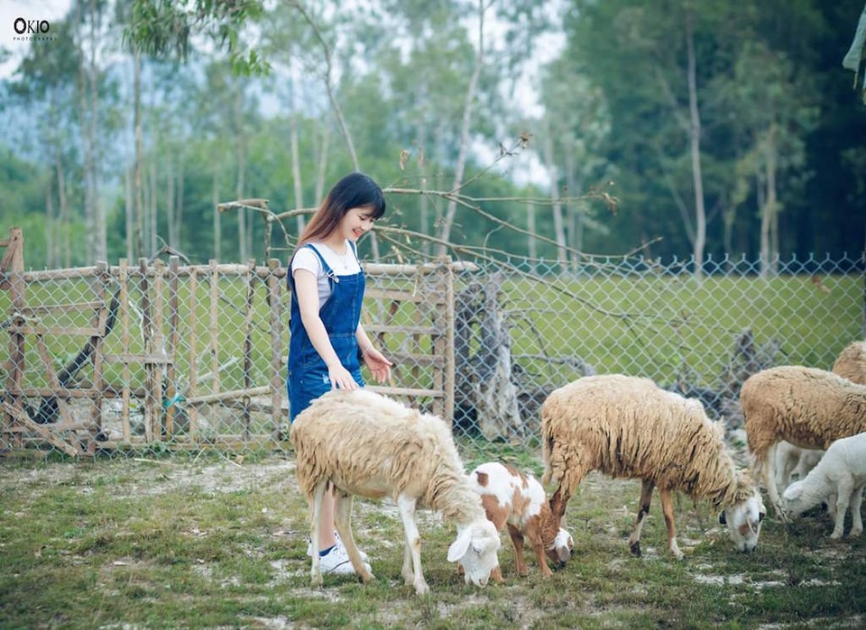 Chiêm ngưỡng đàn cừu đầu tiên của xứ Nghệ - 4 Sinh viên một số trường đại học, cao đẳng và THPT trên địa bàn tỉnh đã tìm về khu trang trại nuôi cừu của ông Tứ để chụp ảnh kỷ niệm.