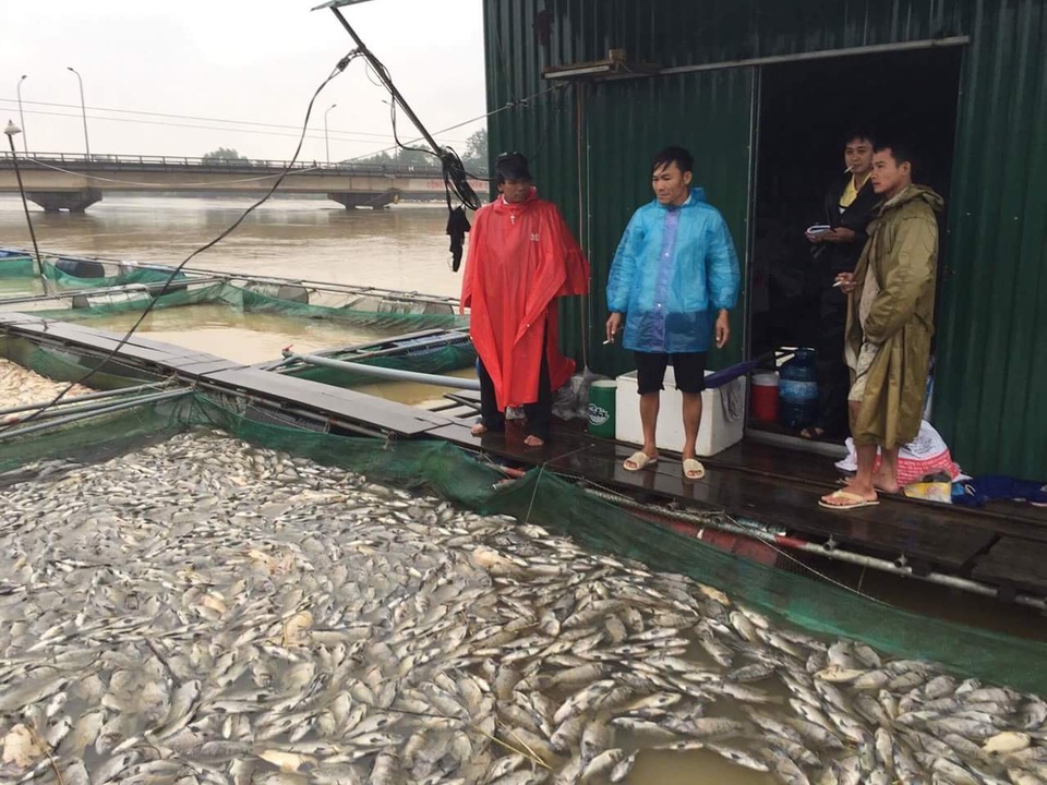 Hàng trăm tấn cá bè chết trắng sông, người dân khóc nức nở - 4 Chính quyền xã Quảng Phú đang tìm phương án đưa toàn bộ số cá vừa chết ra khỏi bè cá để tránh tình trạng ô nhiễm trên sông Bồ (ảnh: facebook Quảng Điền quê ta ơi)