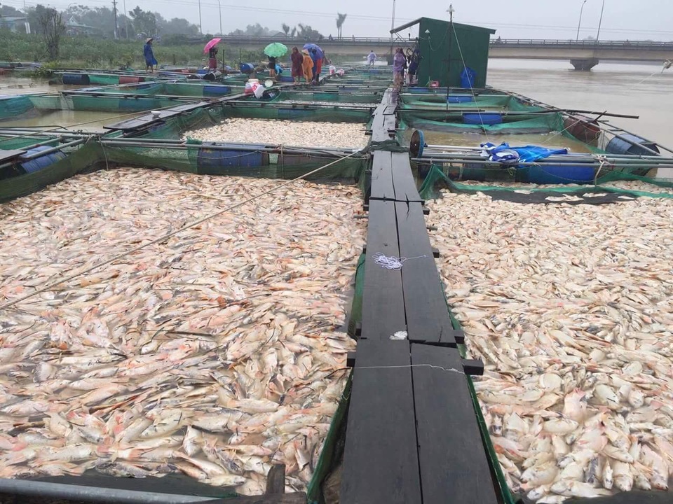 Hàng trăm tấn cá bè chết trắng sông, người dân khóc nức nở - 2 Hàng trăm tấn cá bị chết sạch