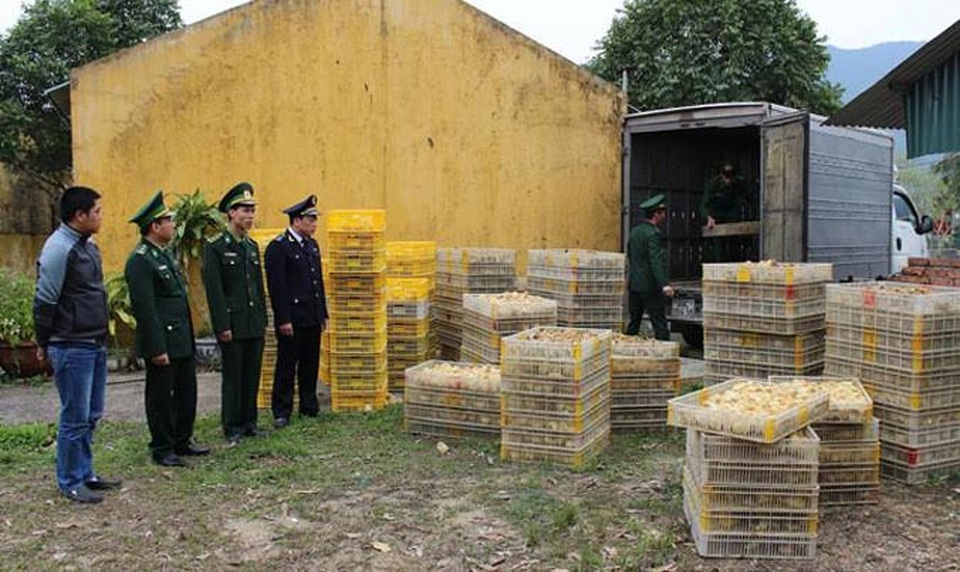 Phát hiện 12.000 con gà giống nhập lậu từ bên kia biên giới - 1 Phát hiện 12.000 con gà giống nhập lậu từ bên kia biên giới - 1