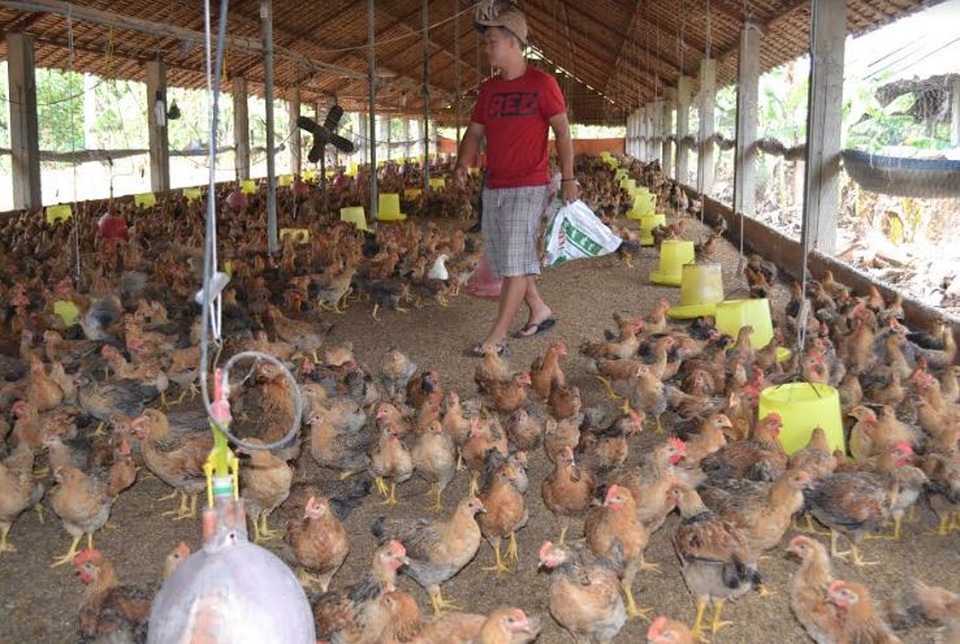 Đến phiên người nuôi gà lao đao vì gà “rớt giá” - 1 Giá gà xuống thấp khiến người chăn nuôi chịu cảnh thua lỗ.
