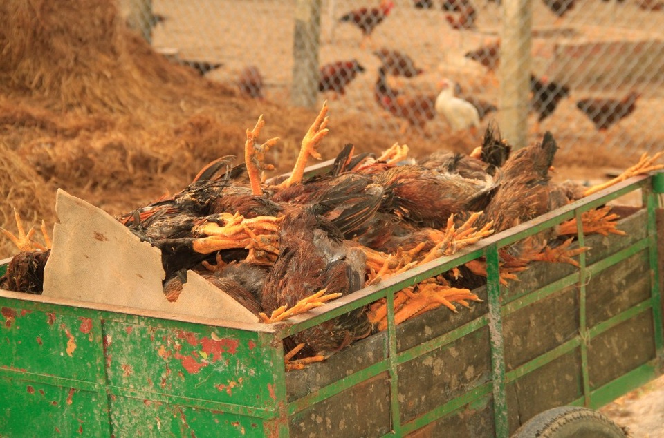 Gà chết hàng loạt nghi do dính thuốc chuột, chủ trại nguy cơ trắng tay - 5
Cả xe gà chết