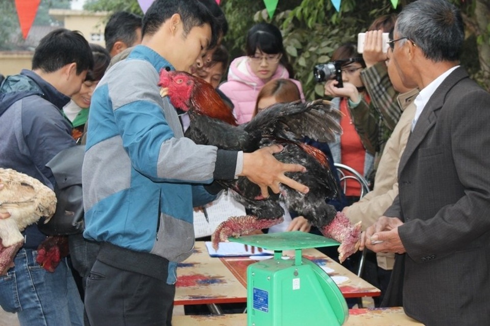 Cuộc thi “hoa hậu” xứ gà Đông Tảo - 2
Ngay từ sáng sớm, nhiều chủ nuôi gà đã nô nức đem “thí sinh” đến đăng ký dự thi. Sau khi cân, gà sẽ được đánh số và nhốt vào những lồng sắt riêng biệt.