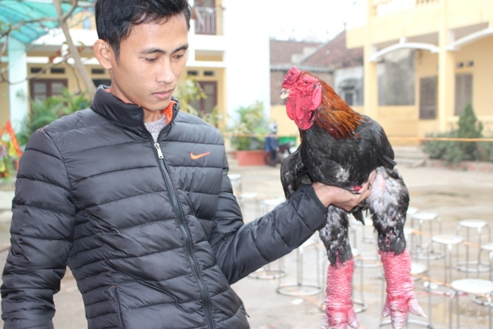 Cuộc thi “hoa hậu” xứ gà Đông Tảo - 12
Giải nhất ở phần thi gà trống đơn thuộc về anh Nguyễn Văn Cường với chú gà nặng đến 5.3 kg