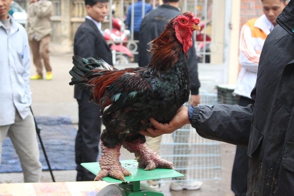 Cuộc thi “hoa hậu” xứ gà Đông Tảo - 5
Với những người nuôi gà trẻ tuổi, họ coi cuộc thi như một cơ hội tốt để giao lưu, học hỏi kinh nghiệm từ chuyên gia và những người chăn nuôi gà Đông Tảo thành thạo.