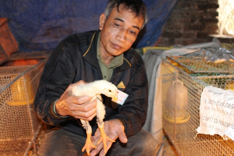 Gà Đông Tảo "cháy hàng" dịp Tết Đinh Dậu - 4
Gà được chăm sóc cẩn thận từ khi còn nhỏ.