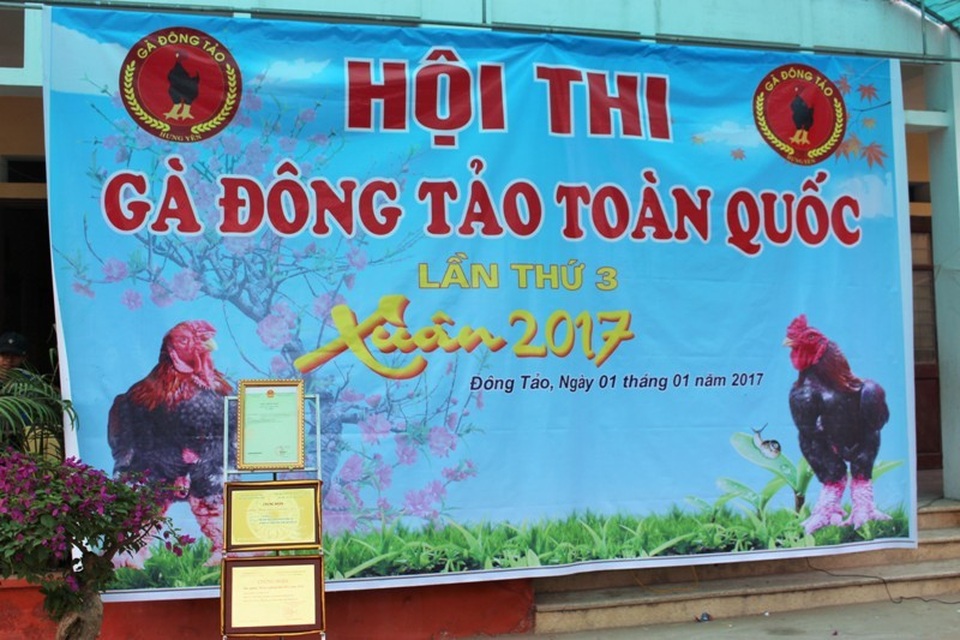 Cuộc thi “hoa hậu” xứ gà Đông Tảo - 1
Đây là năm thứ 3 hội thi được tổ chức. Ông Nguyễn Đức Trường, thành viên Ban giám khảo cho biết: “ Giá trị của cuộc thi không nằm ở giải thưởng mà nằm ở sự kích cầu chăn nuôi của bà con. Sau 2 lần tổ chức, cuộc thi được nhiều người cũng hưởng ứng và họ bắt đầu học cách chăm sóc gà Đông Tảo một cách khoa học, cẩn thận hơn.”
