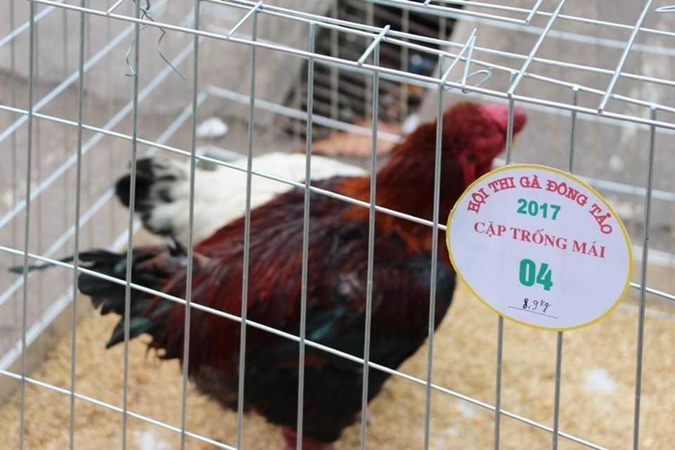 Cuộc thi “hoa hậu” xứ gà Đông Tảo - 8
Tiêu chí chấm điểm gồm: mỏ ngắn, tròn, gọn, cân; đầu to gộc, da sần sùi; mào cân đối; đuôi xòe rộng dài; người trường (dài) nhưng vai phải vuông.