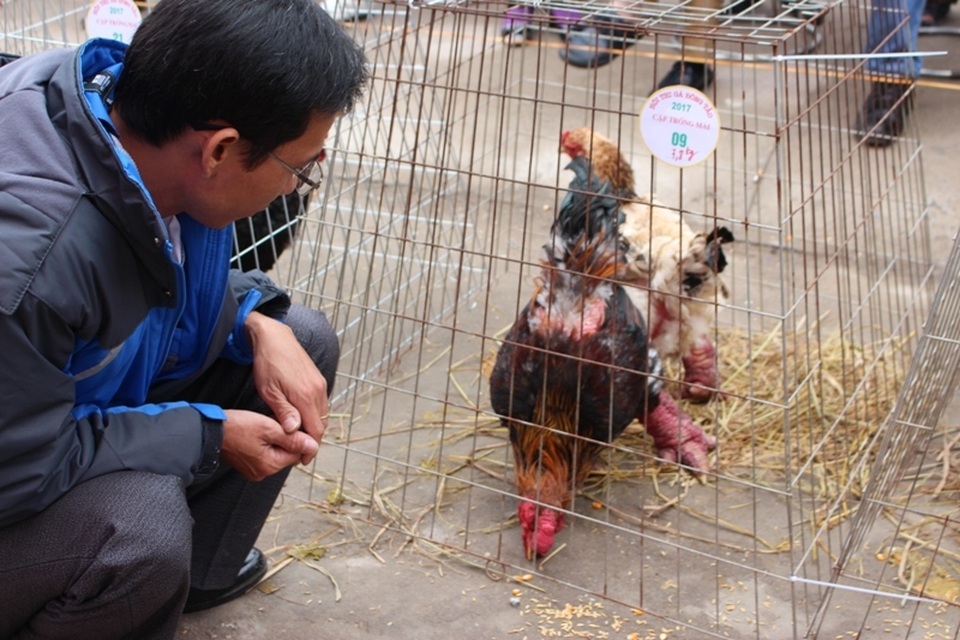Cuộc thi “hoa hậu” xứ gà Đông Tảo - 11
Anh Mai Xuân Trường- chủ một trang trại ở Bình Dương mang gà đến dự thi cho biết, thị trường gà Đông Tảo trong Nam cũng khá thu hút người mua, nhất là để chuẩn bị cho năm con gà vàng Đinh Dậu đang đến gần.