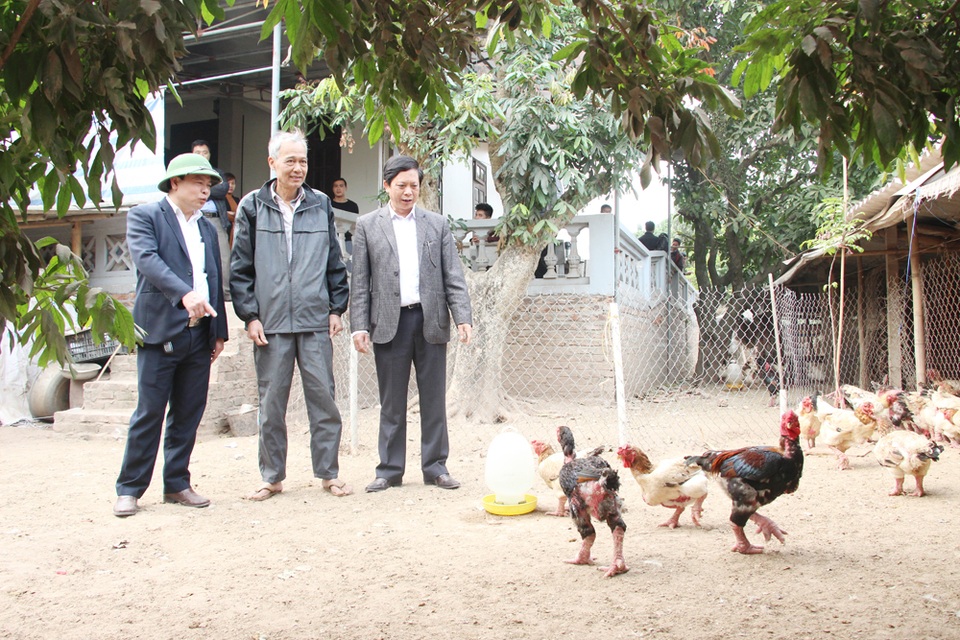 Bước đầu xác định nguyên nhân gà Đông Tảo chết - 2 Ông Nguyễn Quang Tuấn (bìa phải) và ông Nguyễn Văn Chiến (bìa trái) đang kiểm tra tại một cơ sở nuôi gà Đông Tảo ở xóm Thống Nhất, xã Đông Tảo.