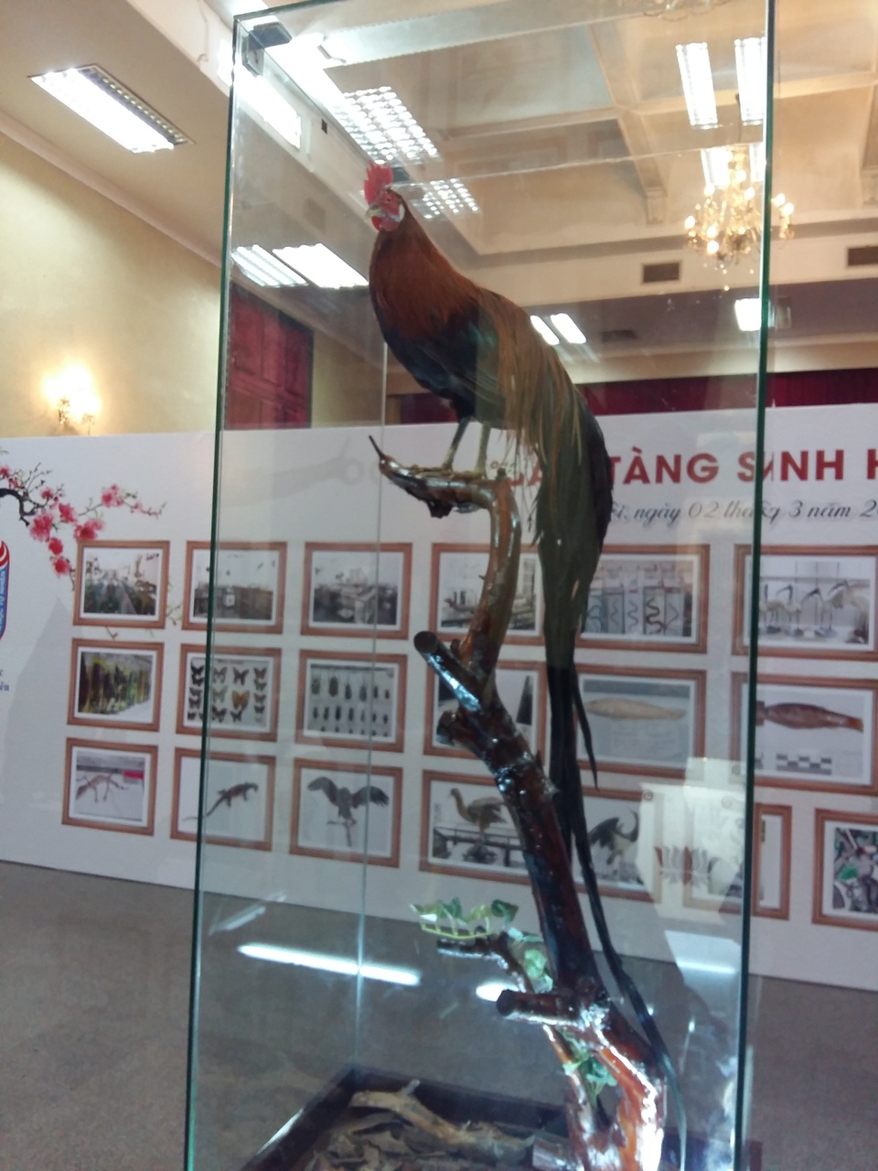 "Dấu ấn" Nhật Hoàng tại bảo tàng Việt Nam - 4 Tiêu bản gà quý hiếm mà Hoàng tử Akihito, con trai Nhật hoàng, tặng Bảo tàng Sinh học (Ảnh: Nam Hằng)