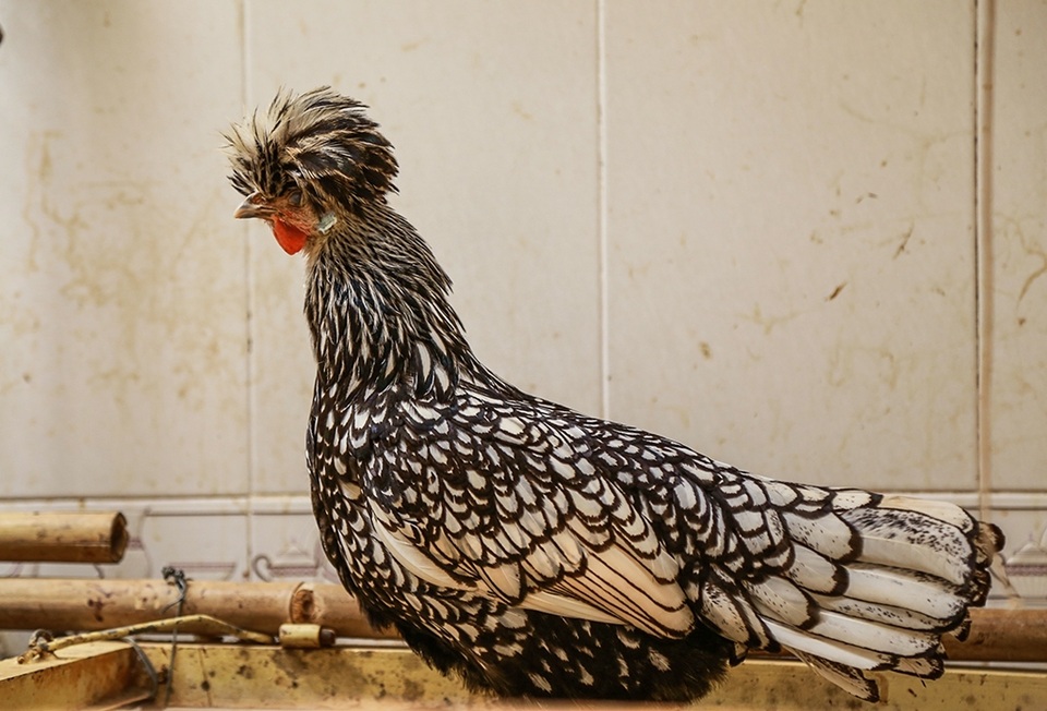 Giống gà Ba Lan sư tử lông xù thuộc loại quý hiếm trên thế giới được nhân giống và nuôi thành công tại Bình Dương.