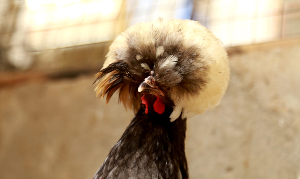 Đây là giống gà cổ xưa nhất của người Hà Lan, vô cùng quý hiếm hiếm trên thế giới vì tất cả những điều kể trên cộng thêm từng sợi lông mọc dựng ngược thay vì mọc xuôi như các giống gà khác. Giống gà này khá hiếm và được nhiều người trong giới sinh vật cảnh và những người đam mê gà kiểng tìm mua với giá 25 triệu đồng 1 căp gà trưởng thành.