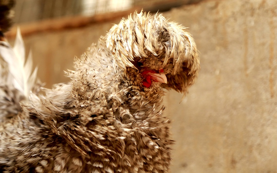 Ngắm đàn gà tiền tỷ "đẹp như tranh" dịp Tết Đinh Dậu - 7