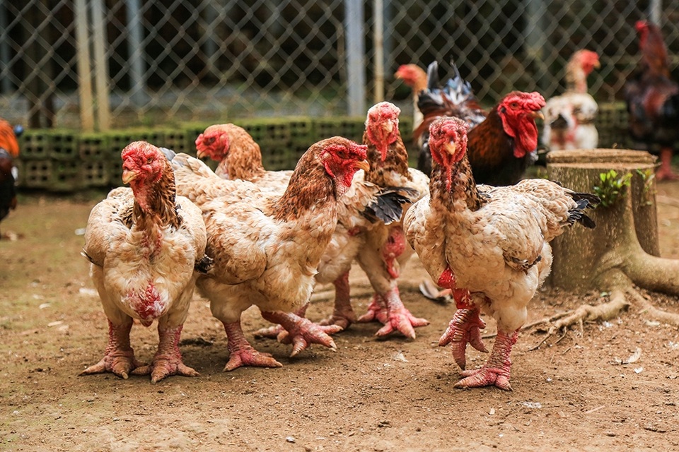 Thành ông chủ trại gà "tiến vua"...từ 200.000 đồng - 8 Gà Đông Tảo đang khá hot vào những dịp lễ, Tết.