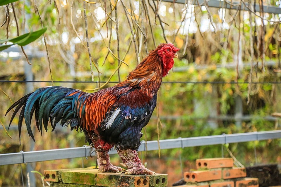 Gà Đông Tảo tiền triệu "cháy hàng" ở miền Nam - 5 Gà Đông Tảo tiền triệu "cháy hàng" ở miền Nam - 5