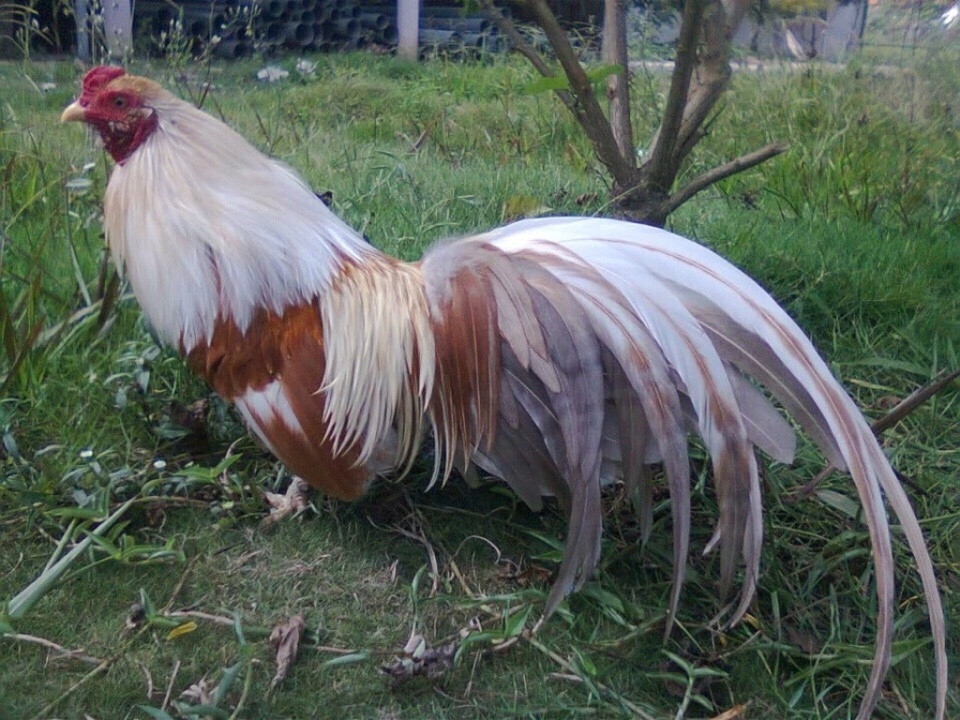 Gà đuôi dài 6 tấc, mai tán rộng 3,5 mét "khoe dáng" tại hội hoa xuân - 9 Khoảng 10 con gà đuôi dài (60cm) Tân Châu (An Giang) sẽ đua nhau “khoe sắc, khoe tài” tại Hội hoa xuân TPHCM