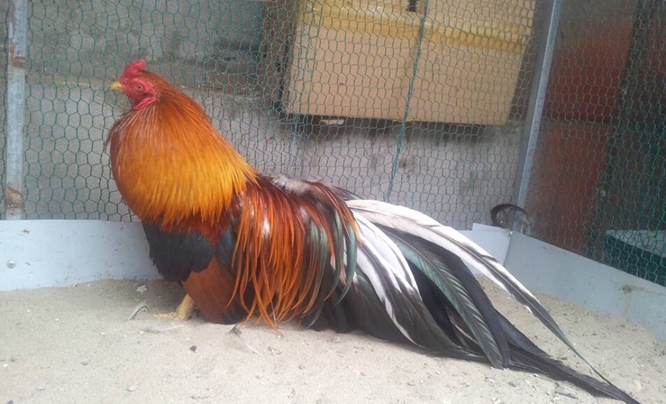 Gà đuôi dài 6 tấc, mai tán rộng 3,5 mét "khoe dáng" tại hội hoa xuân - 8 Gà đuôi dài 6 tấc, mai tán rộng 3,5 mét "khoe dáng" tại hội hoa xuân - 8