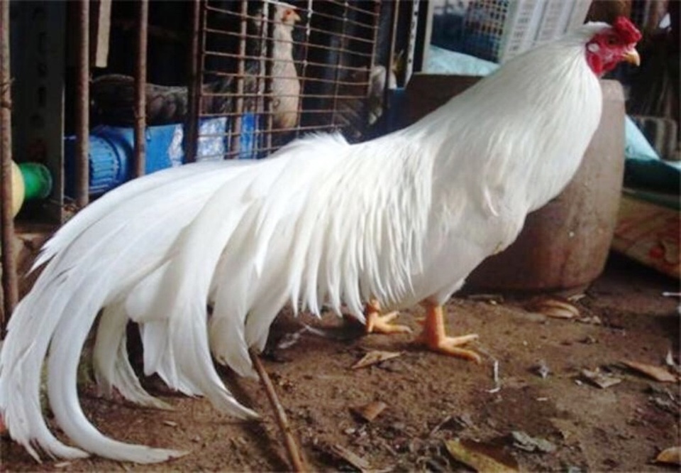 Gà đuôi dài 6 tấc, mai tán rộng 3,5 mét "khoe dáng" tại hội hoa xuân - 7 Gà đuôi dài 6 tấc, mai tán rộng 3,5 mét "khoe dáng" tại hội hoa xuân - 7