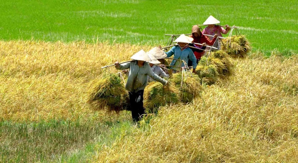 Gạo Việt thua gạo Thái, Campuchia: Do quản lý hành chính nặng nề - 1 Theo các chuyên gia do những chính sách quản lý nặng về hành chính nên sau hàng chục năm, gạo Việt Nam vẫn chỉ dừng lại ở lượng nhiều, chất ít (ảnh minh hoạ)