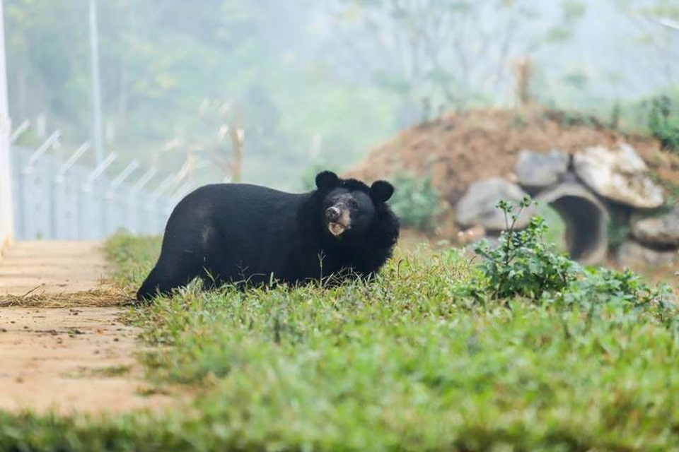 "Giải phóng" 3 cá thể gấu ngựa gần 20 năm bị nuôi nhốt - 1 Cá thể gấu Hai Chân được thả ra môi trường tự nhiên sau gần 20 năm bị nhốt trong lồng.