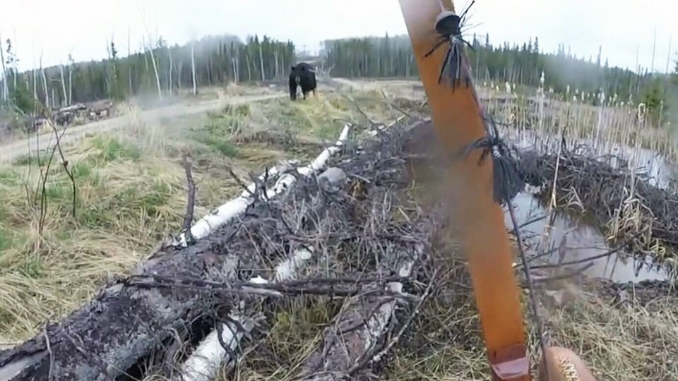 Nhìn thấy gấu đen từ đằng xa nhưng người thợ săn vẫn khá chủ quan