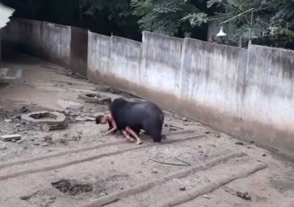 Nhử mồi trêu gấu, người đàn ông bị gấu tấn công rồi kéo lê đi - 1
Taiphum bị con gấu kéo đi trong sự la hét của mọi người.