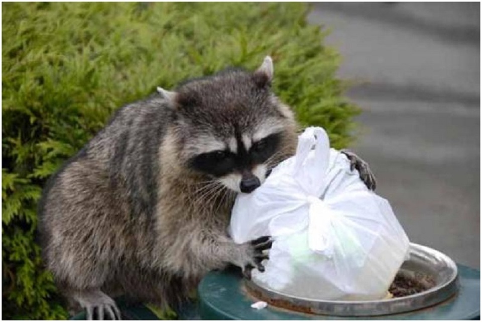 Bẫy chuột khổng lồ có thể nghiền nát sọ dừa - 2
Gấu trúc Racoon, loại gấu trúc Bắc Mỹ nhỏ chuyên bới rác (ảnh Google)