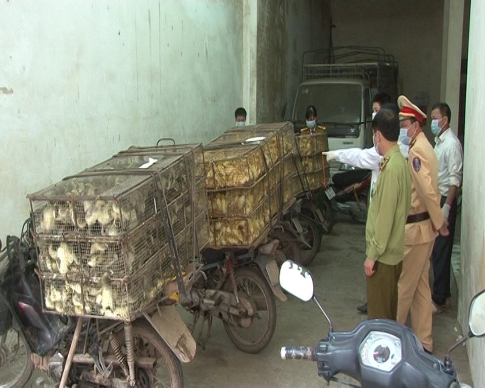 Bắt giữ trên 3000 con gia cầm giống nhập lậu - 1 Bắt giữ trên 3000 con gia cầm giống nhập lậu - 1