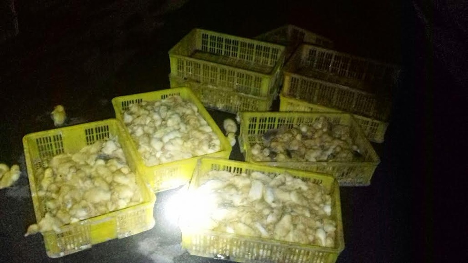 Bắt giữ nhiều gia cầm giống nhập lậu Trung Quốc đã chết - 1 Bắt giữ nhiều gia cầm giống nhập lậu Trung Quốc đã chết - 1