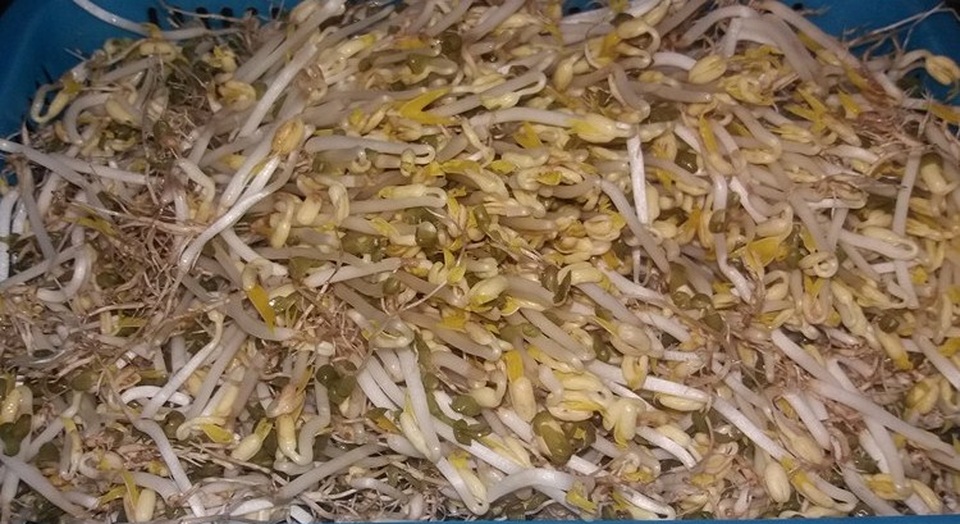 Phạt 30 triệu đồng cơ sở làm giá đỗ bằng chất kích thích tăng trưởng - 1 Không yên tâm với giá đỗ ngoài thị trường, nhiều gia đình đã tự làm giá để ăn