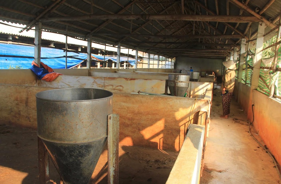 24.000 đồng/kg lợn hơi, người nuôi lỗ khoảng 2 triệu đồng/con - 1 Nhiều hộ gia đình trắng chuồng vì giá lợn hơi xuống quá thấp