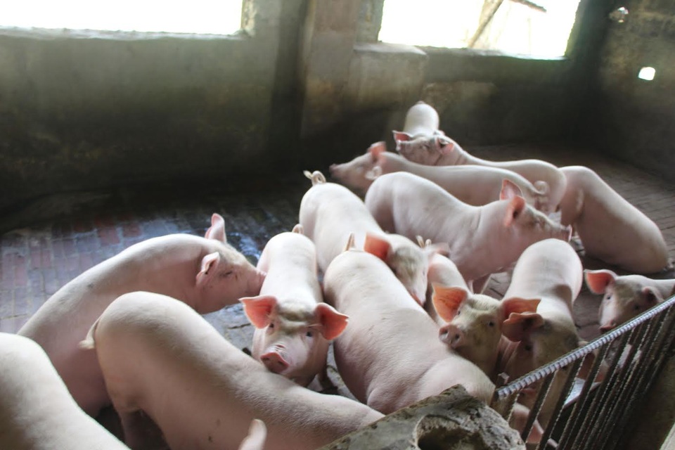 24.000 đồng/kg lợn hơi, người nuôi lỗ khoảng 2 triệu đồng/con - 2 Có những hộ gia đình cố bám trụ với nghề nhưng trong tình trạng dở khóc dở mếu vì thua lỗ