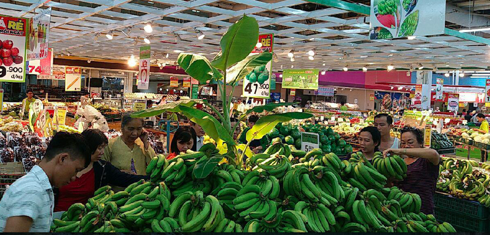 Hơn 10.000 tấn chuối già hương chờ "giải cứu" - 1 Nếu không sớm tìm được đầu ra, nông dân có nguy cơ sẽ mất trắng