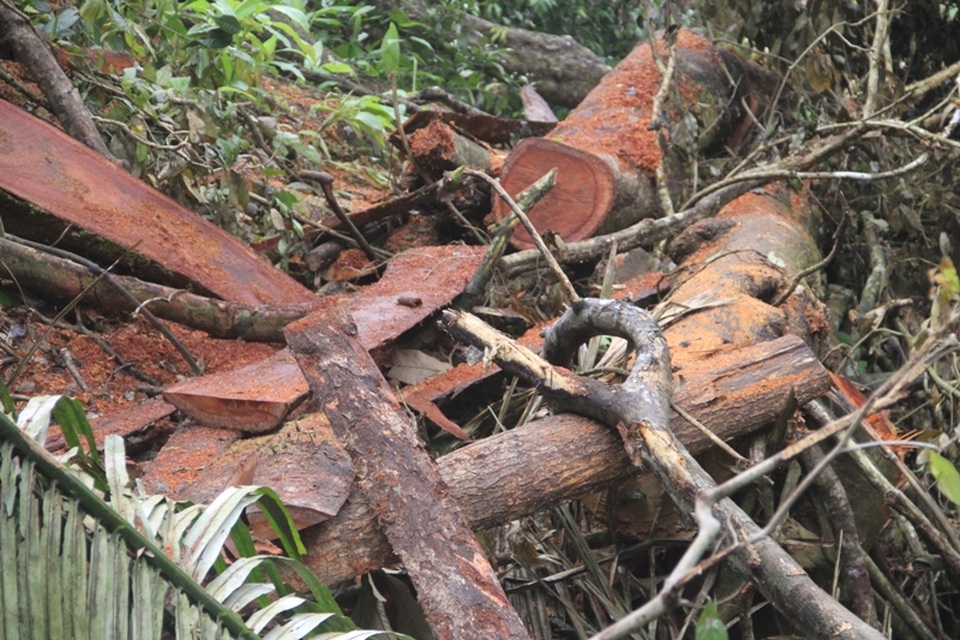 Rừng phòng hộ tại Quảng Trị bị chặt phá: Cần xử lý quyết liệt! - 5