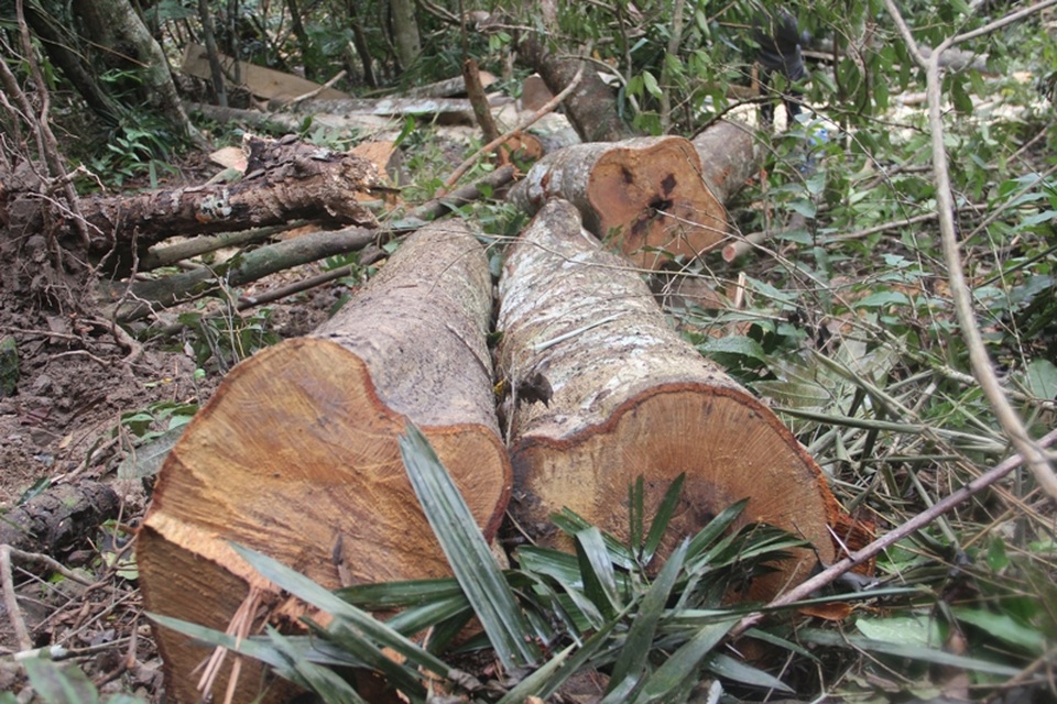 Lâm tặc tàn phá rừng - Những hình ảnh ngổn ngang tại hiện trường - 4 Hai thân gỗ mà lâm tặc chưa kịp chuyển đi