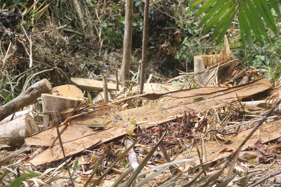 Những cây gỗ lớn bị đốn hạ chỉ còn lại gốc và bìa cây