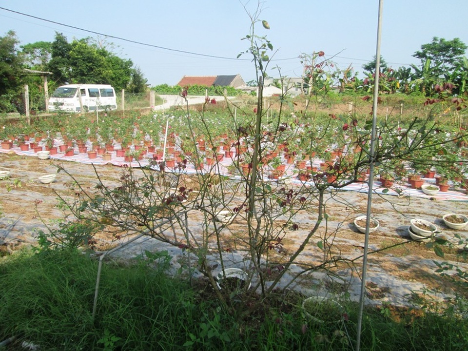 Thu tiền tỉ từ hoa hồng, ông chủ 8X tạo việc làm cho lao động quê nhà - 3 Một gốc hồng lâu năm trong vườn hồng nhà anh Trọng