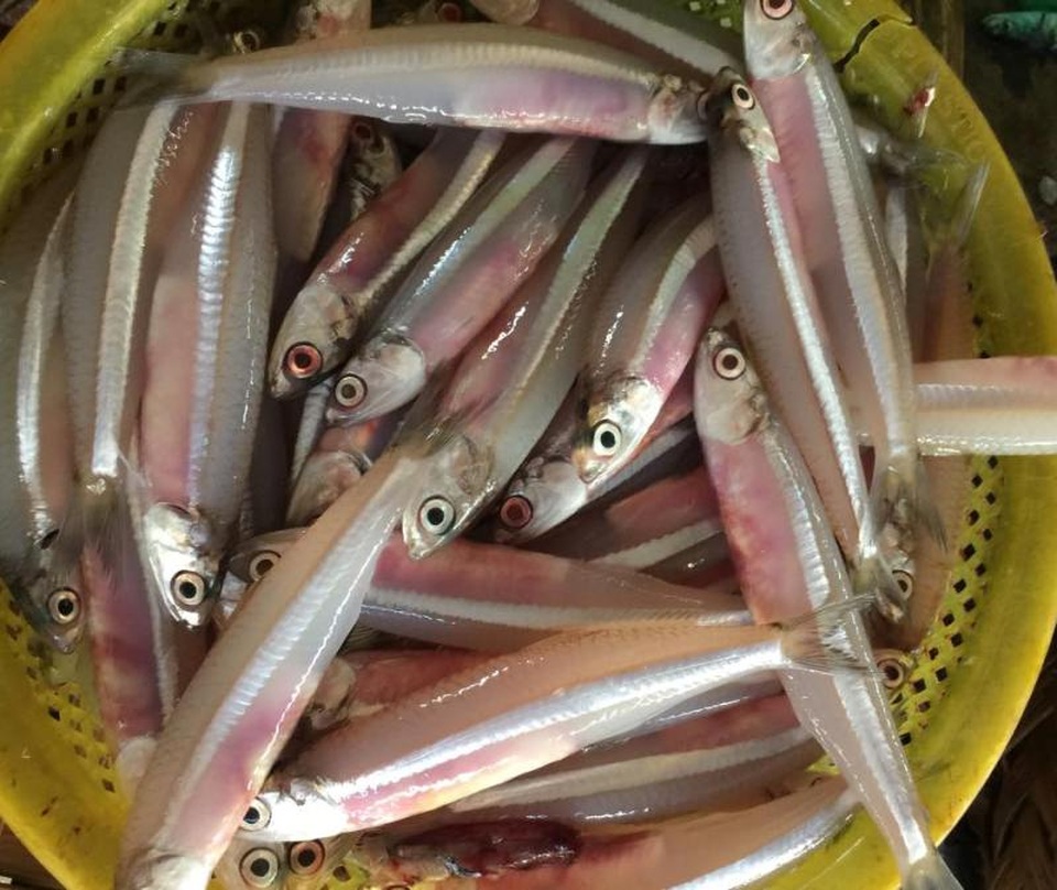 Về Hòn Khói thưởng thức gỏi lua trứ danh khiến du khách "phát thèm" - 2 Cá cơm trỏng có kích thước khá nhỏ, thịt dai và ngon.