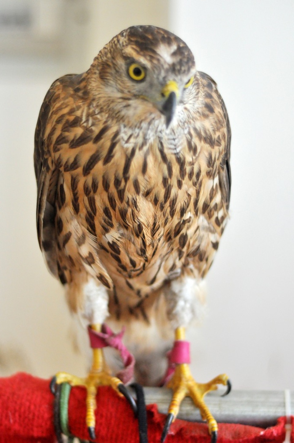 Bộ sưu tập chim săn giá 300 triệu của dân chơi Hà Nội - 12 Một con chim Gosht được nhập từ Trung Quốc có giá 14 triệu đã được anh Minh huấn luyện thành thục các kỹ năng săn mồi trong tự nhiên.