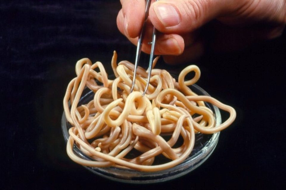 Trứng giun ký sinh sẽ sớm được bán ở Châu Âu - 1