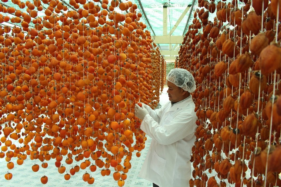 Anh Mai Xuân Long đang kiểm tra chất lượng những mẻ hồng vừa được treo trong nhà kính của mình