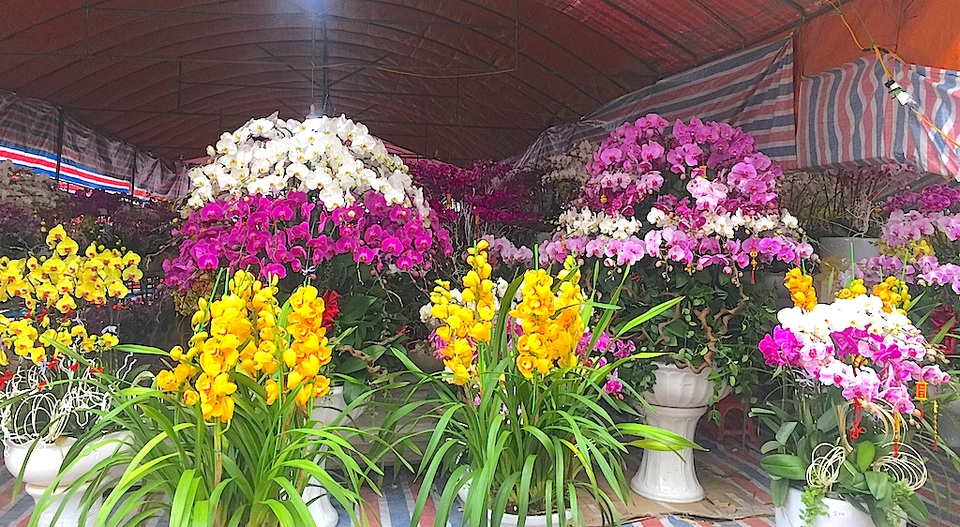 Sắc xuân tràn ngập trên thành Vinh - 13 Sắc xuân tràn ngập trên thành Vinh - 13