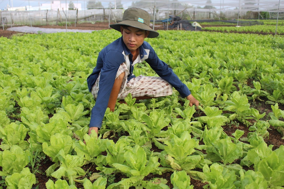 TPHCM: Nguồn cung thực phẩm dồi dào, giá bán giảm trong dịp Tết - 2 Các nhà vựa có sẵn kế hoạch chuẩn bị nguồn hàng dự trữ phục vụ thị trường tết