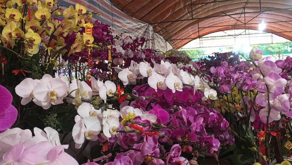 Sắc xuân tràn ngập trên thành Vinh - 19 Mặt hàng phong lan đủ loại được đưa từ Đà Lạt về.