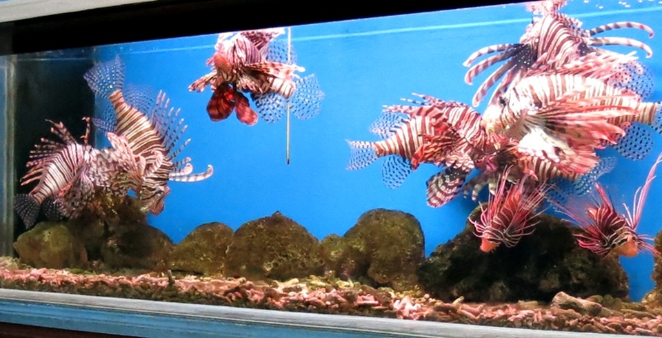 5 điểm nhất định phải “check in” khi đến Nha Trang - 7 Thế giới sinh vật biển kỳ thú ở Viện Hải dương học